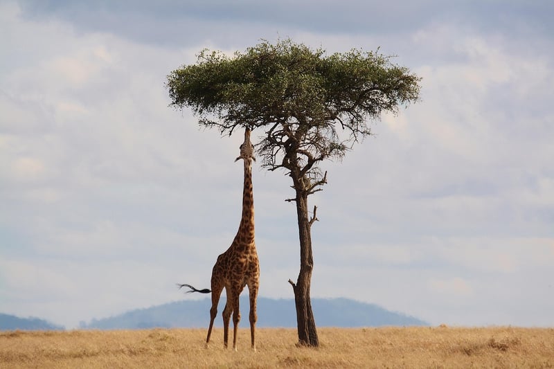 Serengeti National Park